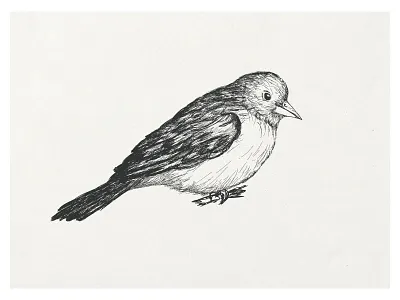 A sparrow drawn pens shaded sparrow
