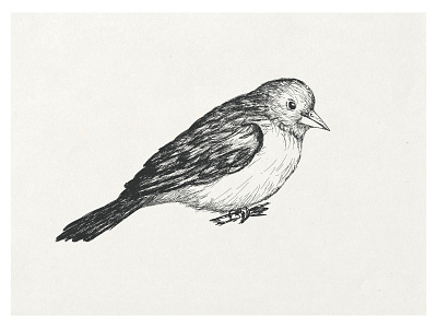 A sparrow drawn pens shaded sparrow