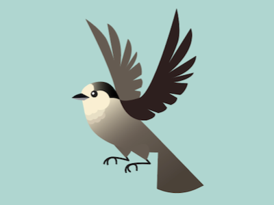 Whiskey Jack bird birdwatching canada gray jay illustration whiskey jack