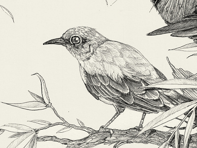 Jungle Jump detail 4 bird biro branch drawing feathers leaves paradise
