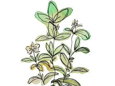 Basil basil herb herbs illustration ink painting plant plants watercolor watercolors