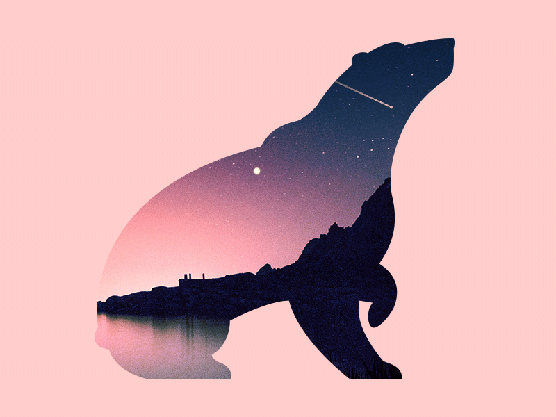 Grizzly Bear Stargazer doubleexposure grizzlybear illustration nightsky shootingstar sketch stargazer sundaydoodle vector