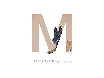 M - Malinois belgian breed dog dogalphabet letter malinois shepherd