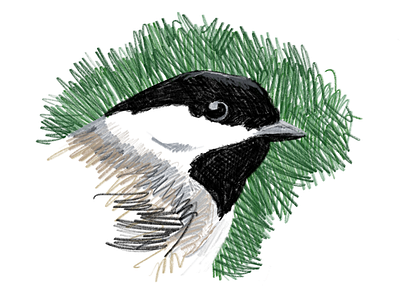 Black-Capped Chickadee apple pencil birds colored pencil ipad procreate