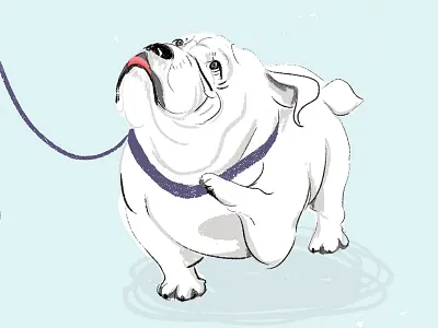 Vancouver Loves Their Dogs Post 8 brushes bulldog dogs dry brush english bulldog leash owners photoshop vancouver walk