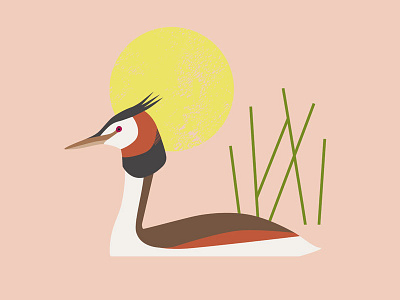 Grebe bird nature reeds scandinavian wildlife