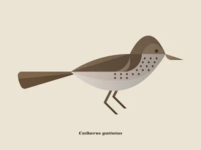 Hermit Thrush animals bird feather illustration nature thrush usa vermont wing