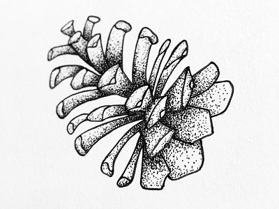 Pine cone black dots indiana ink linework nature pen pointillism sketch stipple tree