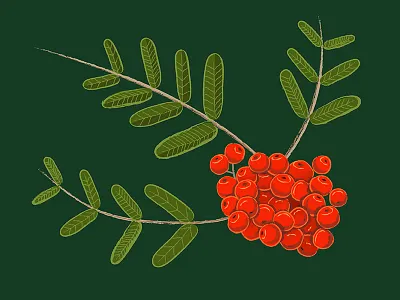Rowan Berries berries berry bush fruit leaf leaves nature plant plants red berry tree