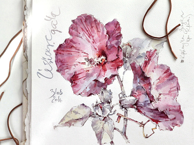 Hibiscus botany flora flowers garden hibiscus rose watercolor