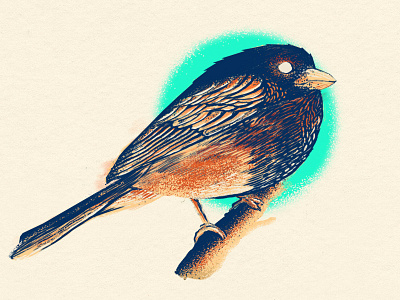 Finch brid digital painting finch illustration teal wacom wip