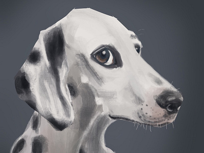 Dalmatian dalmatian dog portrait