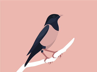 Rosy starling animal bird branch endangered species pink rose coloured pastor rosy rosy starling sturnus roseus