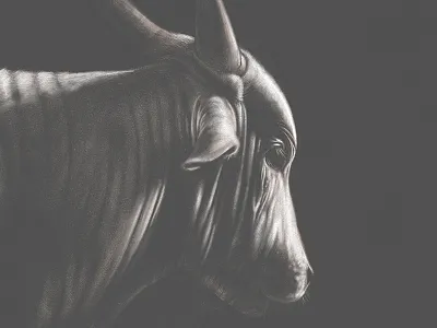 Brahman Cow adobesketch cow dark digital drawing sketch