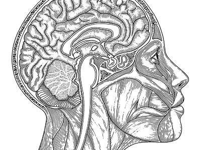 The Science of Belief anatomy diagram digital drawing etching human illustration line work monotone