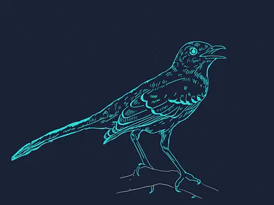 Mockingbird Etching bird etching illustration mockingbird texture