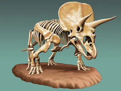 Triceratops bones dinosaurs exhibit horns illustration museum prehistoric prehistory skeleton