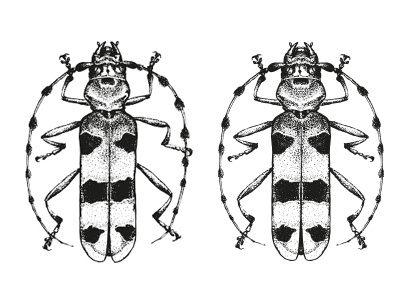 hand drawn things - bug black and white bug dotwork hand drawn handdrawn insect pencil drawing