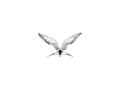 Boss-Ass Bird (Arctic Tern) adobe bird design fly illustration nature