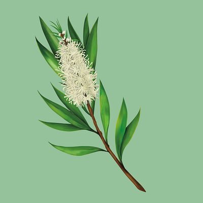 Tea Tree Plant Illustration botanical branch digital digital illustration digital painting floral flower flowers green illustration leaf leaves nature painted painterly painting steam tea tea tree texture