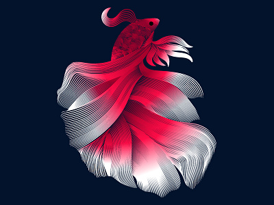 Siamese fighting fish fighting fish illustration siamese