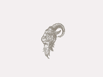 Mr. Goat beard chin goat horn ram sketch