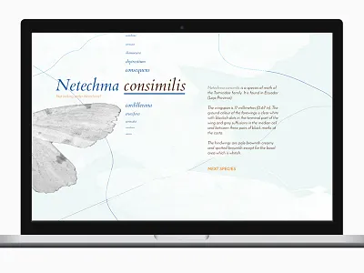 Netechma design timebox art direction challenge design netechma quickie random timebox web design xd