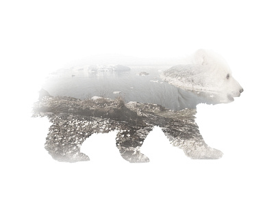 Polar Bear Cub bear cub double exposure photoshop polar rebound