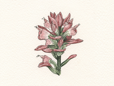 Indian Paintbrush illustration indian paintbrush texas watercolor wildflower