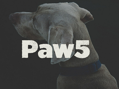 Paw5 branding dog identity logo