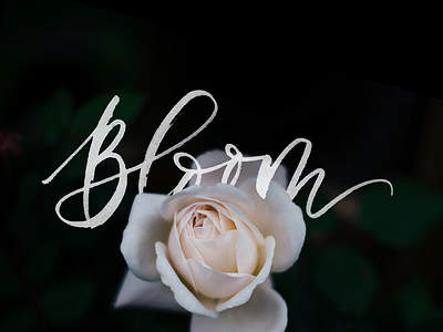 Bloom where you're planted botanical brush calligraphy script typography unsplash