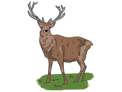 I'm just a small deer.. animals deer digital illustration wildlife