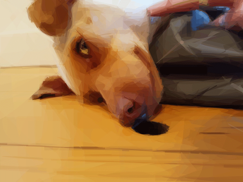 No Peace at Nap Time animation dog frame primitive svg
