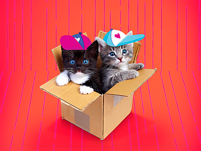 cats in the hats cat hipster kitten