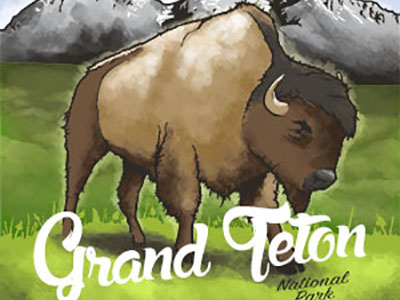 Gt Buffalo buffalo grand teton national parks outdoors wildlife