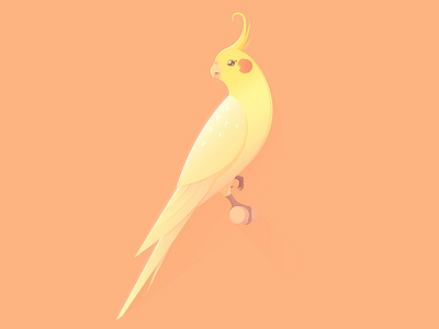 Percy the Cockatiel animals bird cockatiel cute gradient light minimalist nature parrot peach pet sweet