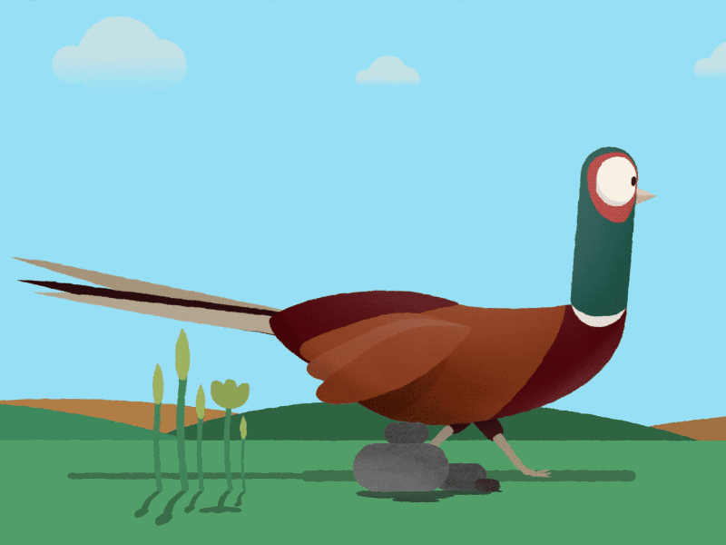 Mr. Pheasant animals animation pheasant walk