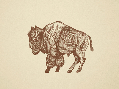 Buffalo Engraving buffalo engraving paper sketch