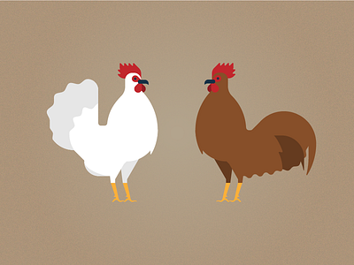 Chickens chicken farm