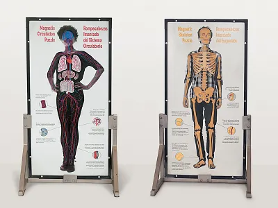 Magnetic Body Puzzle Board anatomy circulatory education exhibit museum science skeleton
