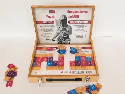 DNA Puzzle anatomy biology dna education exhibit museum science