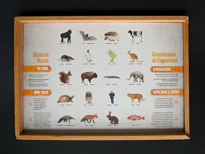 Skeleton Match Puzzle Board (no pieces) anatomy animals comparative anatomy illustration science skeleton