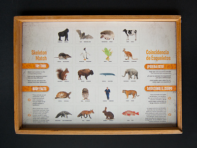 Skeleton Match Puzzle Board (no pieces) anatomy animals comparative anatomy illustration science skeleton