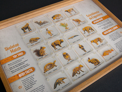 Skeleton Match Puzzle anatomy animals comparative anatomy illustration science skeleton