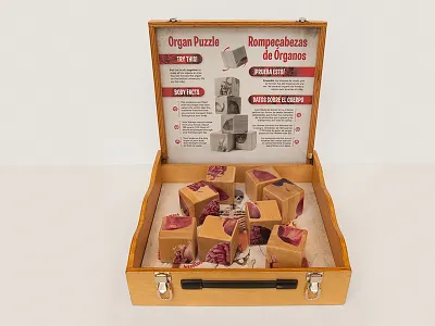 Organ Puzzle anatomy biology education exhibit museum organs science