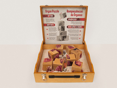 Organ Puzzle anatomy biology education exhibit museum organs science