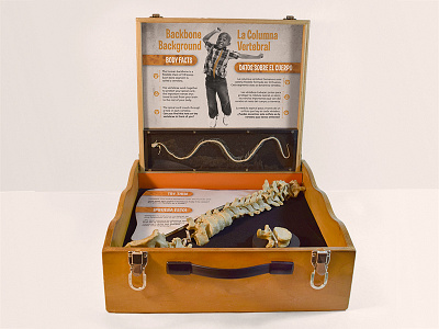 Backbone Exhibit anatomy backbone biology education exhibit museum science skeleton