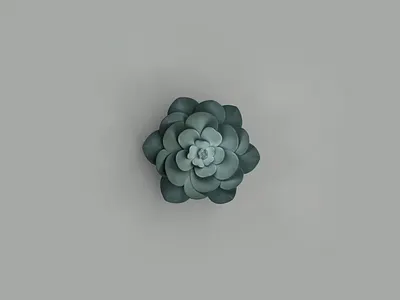 3d Succulent (Flowers, №2) 3d blender flower illustration retouch rose succulent
