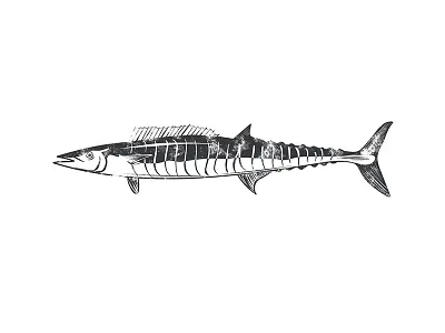 Illustration - Wahoo big game fish fish fishing illustration wahoo