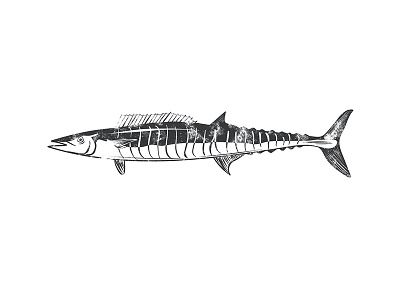 Illustration - Wahoo big game fish fish fishing illustration wahoo
